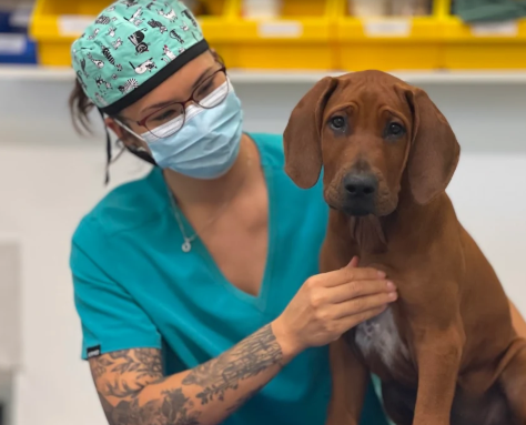 Dr. Chan