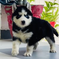 Mr. Navaz Godhaviya