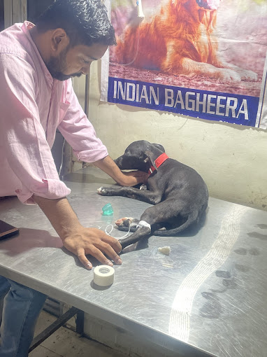 Indian Bagheera