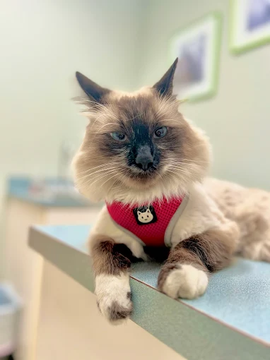 Dr. Marji
